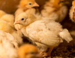 Humidity in Incubation