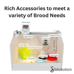 Delta Incubators Brooder – Medium - Delta Incubators