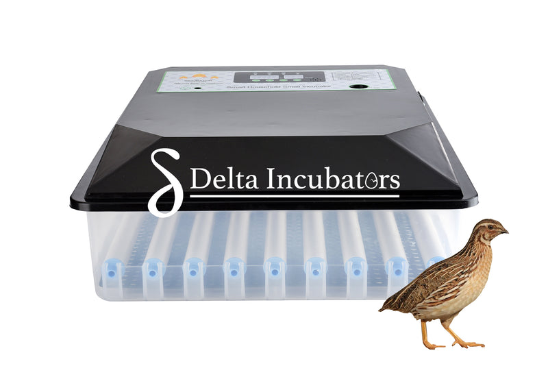 Delta Incubators  80 quail egg automatic incubator
